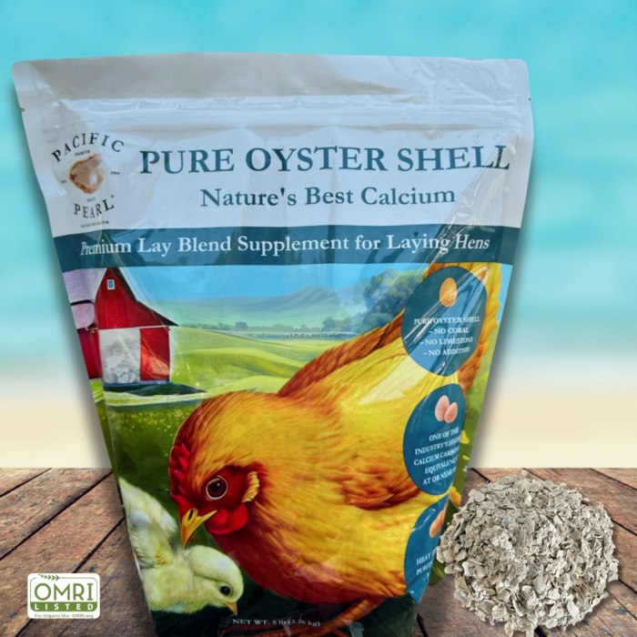 Pacific Pearl Oyster Shell baby chicks